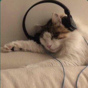 ashley cat 的头像