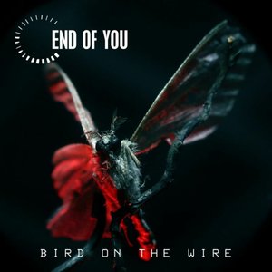 Bird on the Wire - Single