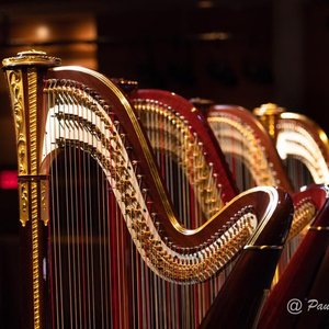 Avatar di The Harp on the Hill