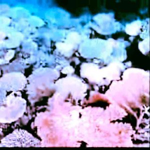 Shallow Ocean