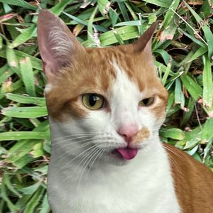 Avatar for Needlepeen
