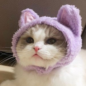 Meowman 的头像