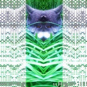 11月