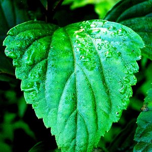 Forest Raindrops 的头像
