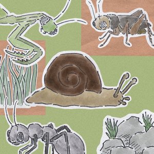 echoes of a little natural journey