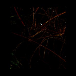 Copper Ficus Coalescing