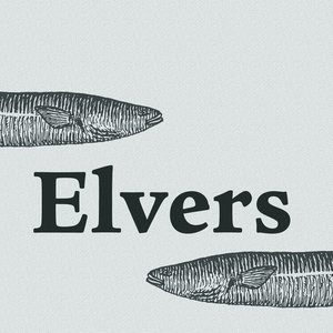 Elvers