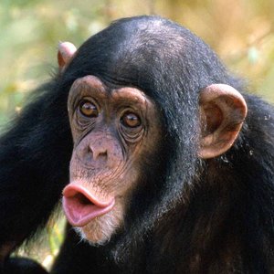 Avatar for Blake & the Chimpskeez