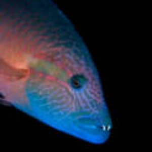 Hunted Fish 的头像