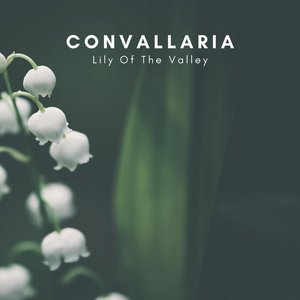 Lily Of The Valley