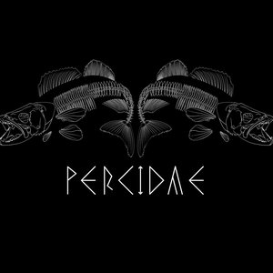 Percidae 的头像