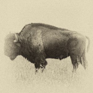 The Return of the Buffalo