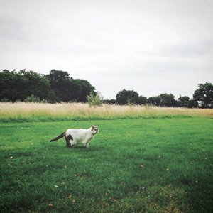 Goes Bucolic