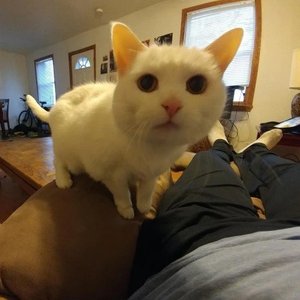 I Wanna Be Your Cat
