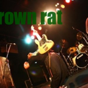 Brown rat 的头像