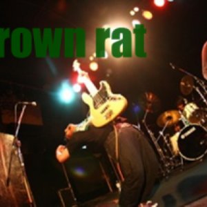 Аватар для Brown rat