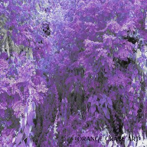 The Garden Within (Original Soundtrack)