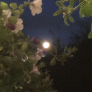 Ballad of a Solitary Ape - Single