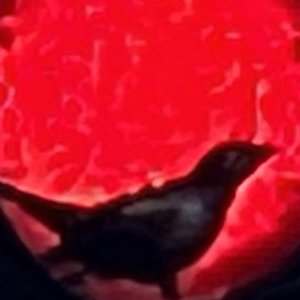 Avatar for Equine, In Divinity