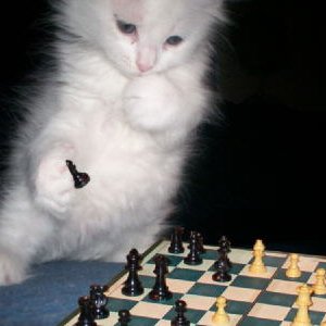 Avatar for Monday Chess