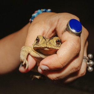 Toad