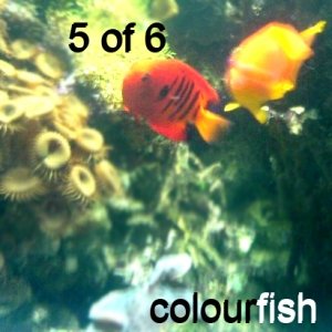 Immagine per 'Colourfish'