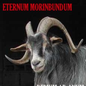 Demum ad Anum