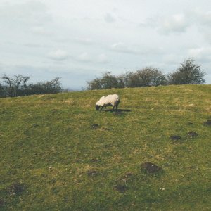 Sheep Standing On A Field, Eating Grass