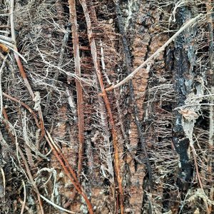 Vine
