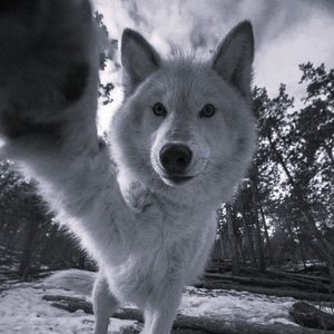 Avatar for TGWOG
