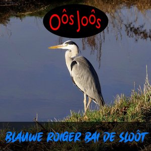 Blauwe Roiger Bai De Sloôt
