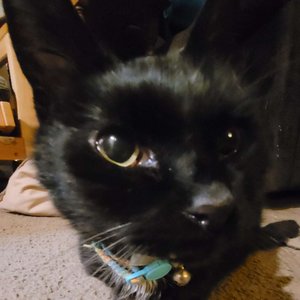 Avatar for Mel Collector