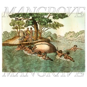 Image pour 'Mangrove Mangrave'