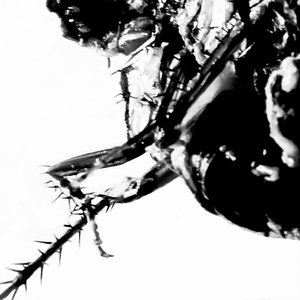 Roach Hiss - Single