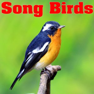 Song Birds - Sounds of Nature