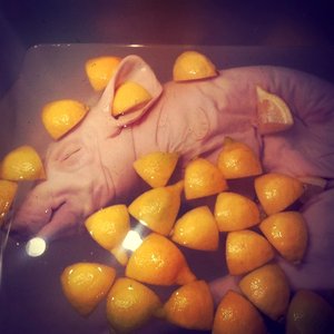 Pork Sabbath 的头像
