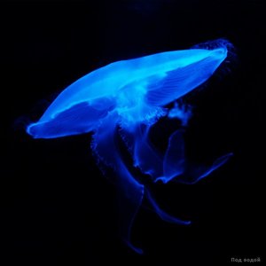 Под водой