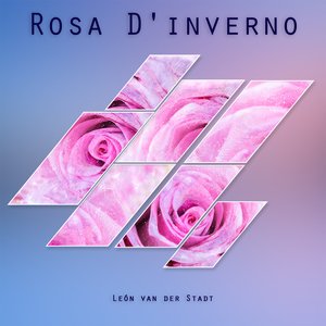 Rosa D'inverno