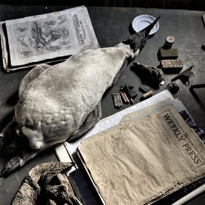 Old Explorer 的头像