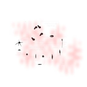 chaos discoideum