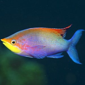 魚魚 的头像
