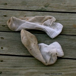 old dirty socks. 的头像
