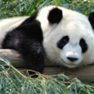 Panda Nation 的头像