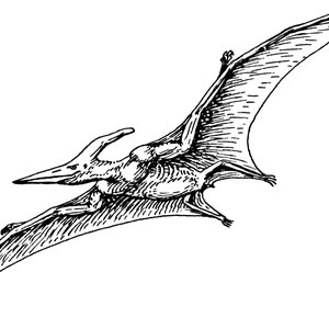 Goat Pterodactyl 的头像
