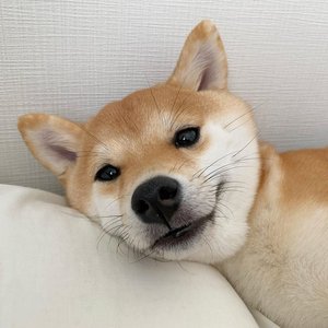 Cyroz 的头像