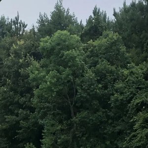 318861 / nova