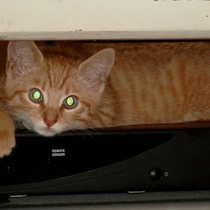 Depeche Cats 的头像