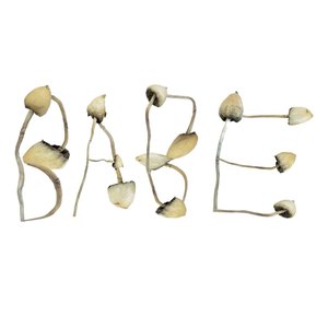 Mushroom [Explicit]