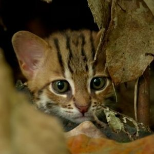 Аватар для World's smallest cat 🐈