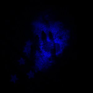 maladaptive nightmares